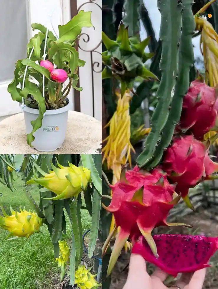 3 Rare Dragon Fruit Varieties for Home & Terrace Gardens.png
